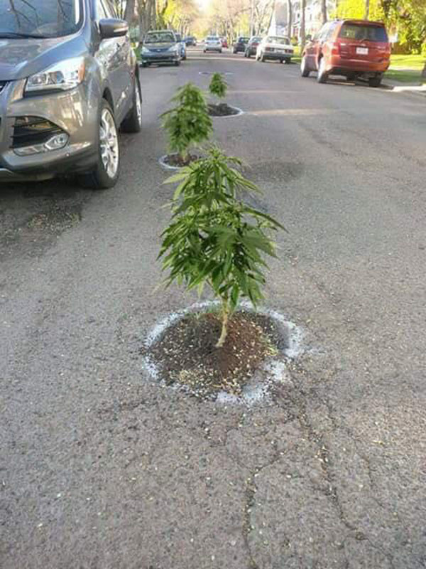 plants in potholes