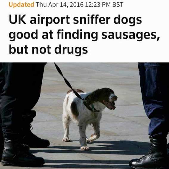 random uk airport sniffer dogs good at finding sausages - Updated Thu Bst Uk airport sniffer dogs good at finding sausages, but not drugs