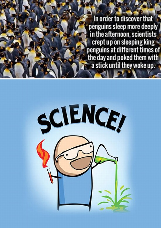 random penguins science - In order to discover that penguins sleep more deeply in the afternoon, scientists crept up on sleeping king penguins at different times of the day and poked them with a stick until they woke up. Science!