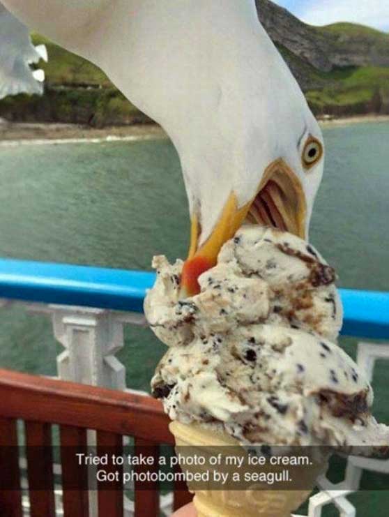 funny seagull - Tried to take a photo of my ice cream. Got photobombed by a seagull.