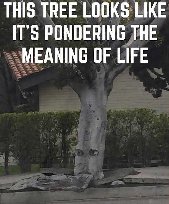 trunk - This Tree Looks It'S Pondering The Meaning Of Life