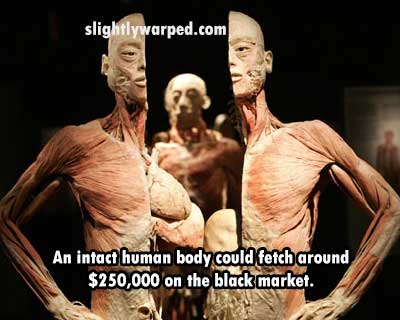 bodies the exhibition - slightlywarped.com An intact human body could fetch around $250,000 on the black market.