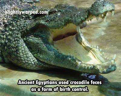 tightlywarped.com Ancient Egyptians used crocodile feces as a form of birth control.