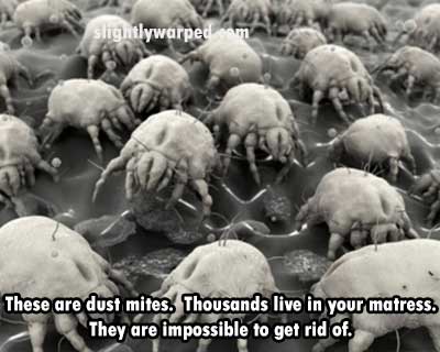 dust mites - slightlywarped om These are dust mites. Thousands live in your matress. They are impossible to get rid of.