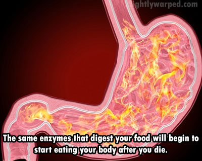 baking soda for stomach pain - ghtlywarped.com The same enzymes that digest your food will begin to start eating your body after you die.