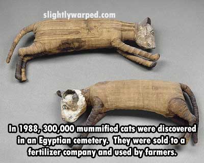 mummified cat egypt - slightlywarped.com In 1988,300,000 mummified cats were discovered in an Egyptian cemetery. They were sold to a fertilizer company and used by farmers.