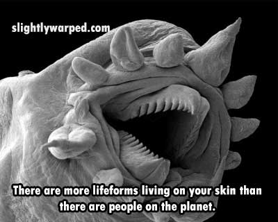 hydrothermal worm - slightlywarped.com There are more lifeforms living on your skin than there are people on the planet.