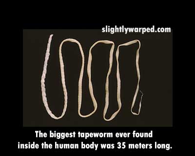 human - slightlywarped.com The biggest tapeworm ever found inside the human body was 35 meters long.