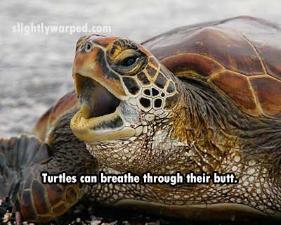 galapagos green turtles - slightlywarped.com Turtles can breathe through their butt.