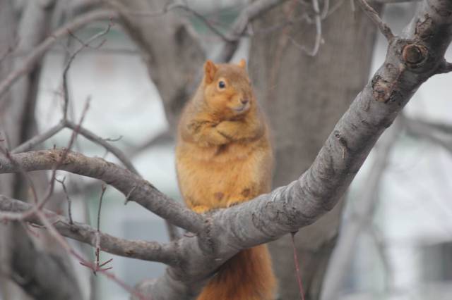 funny angry squirrel