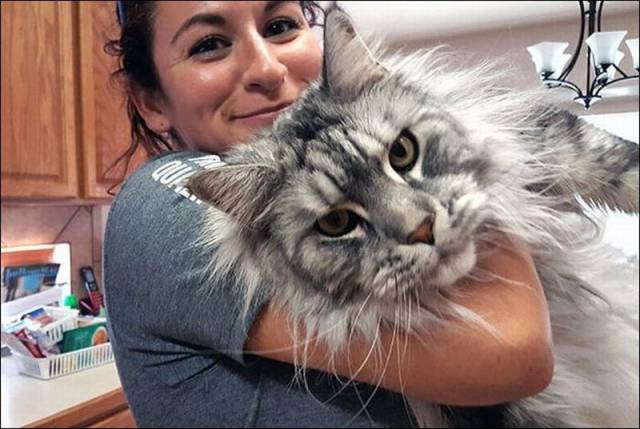funny maine coon cute cats - www.