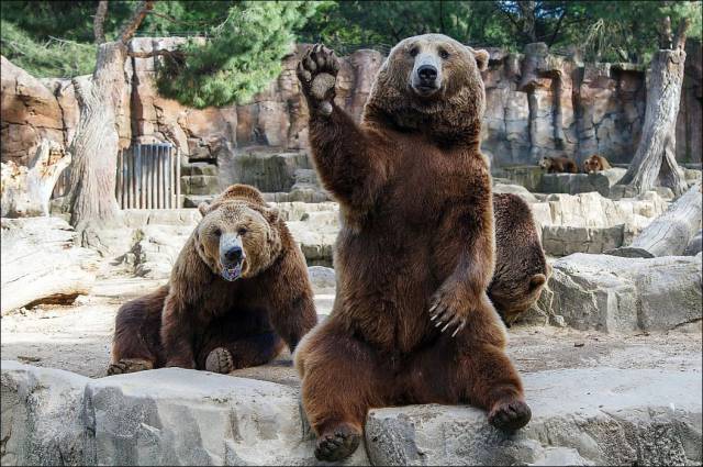 funny zoo bear