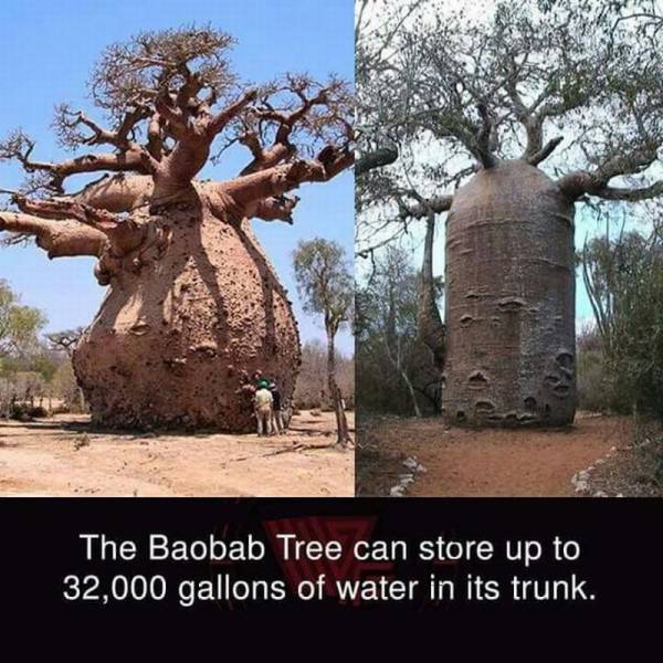 toborochi tree - The Baobab Tree can store up to 32,000 gallons of water in its trunk.