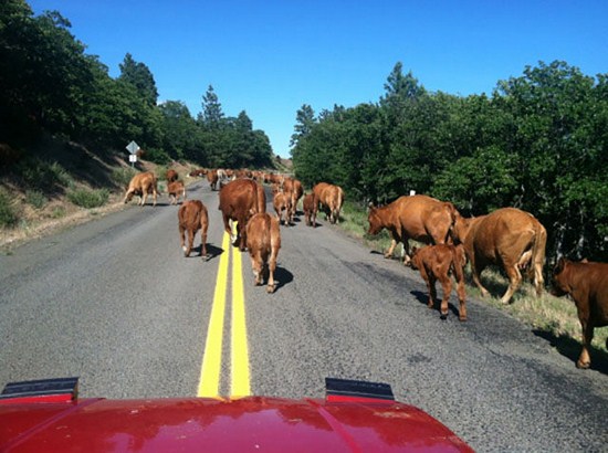 bad luck cattle