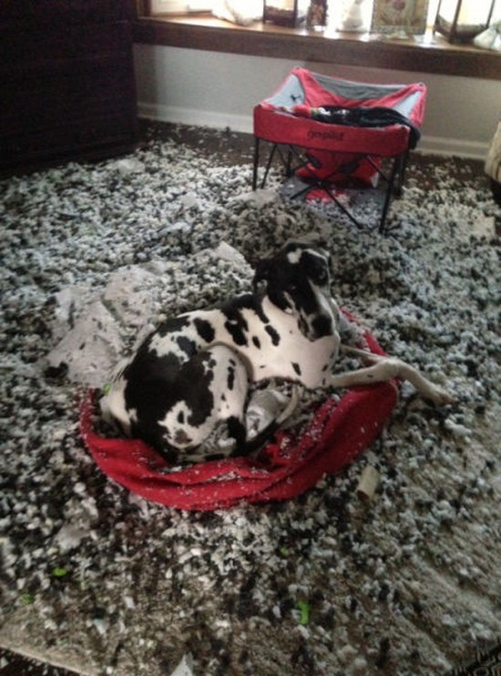 bad luck dalmatian