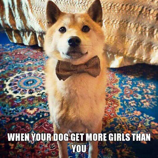 Dog - When Your Dog Get More Girls Than You