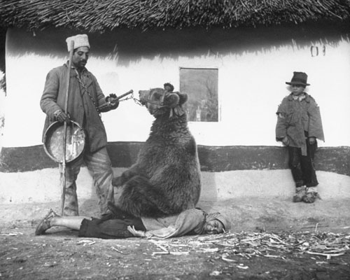 Healing a back problem with a bear. Romania, 1946