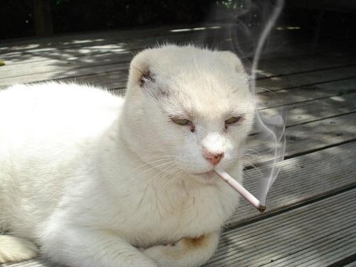 cat smoking