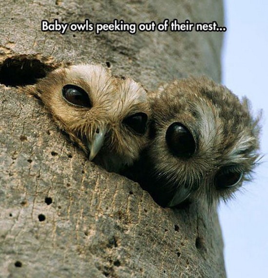 baby owls in nest - Baby owls peeking out of their nest...