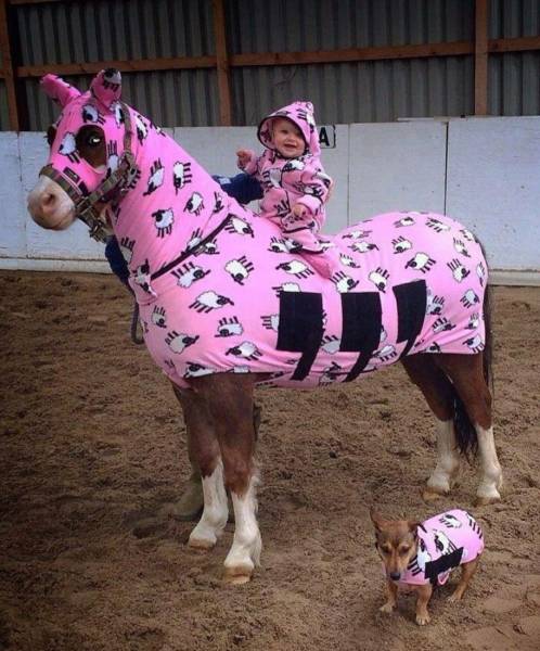 funny horse rug