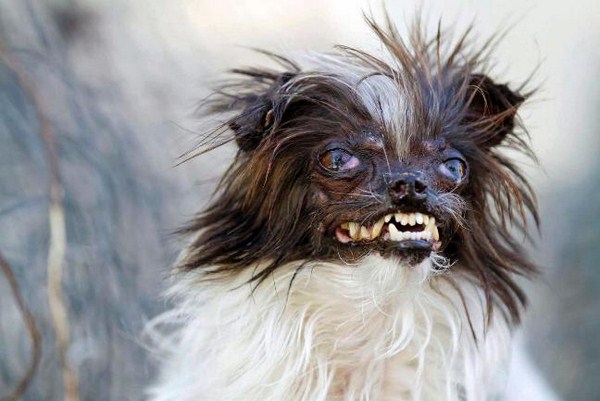 memes - world's ugliest dog 2014