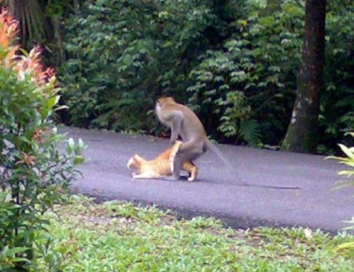 random pic monkey raping cat