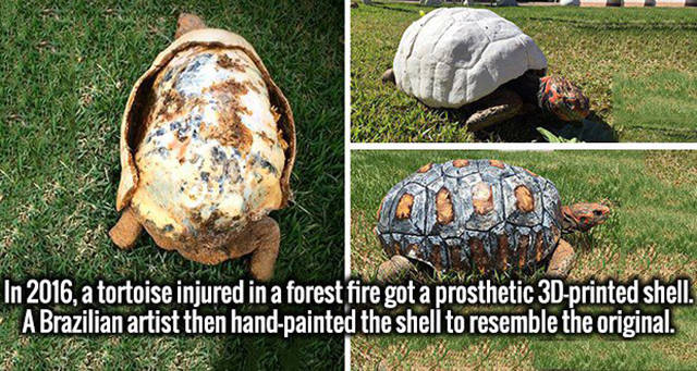 intellectual facts - In 2016, a tortoise injured in a forest fire got a prosthetic 3Dprinted shell. A Brazilian artist then handpainted the shell to resemble the original.