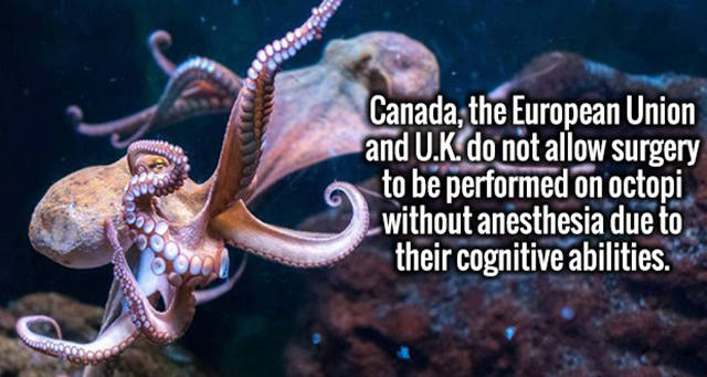 octopus - Canada, the European Union and U.K. do not allow surgery to be performed on octopi without anesthesia due to their cognitive abilities.