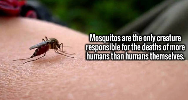 mosquito - Mosquitos are the only creature responsible for the deaths of more humans than humans themselves.