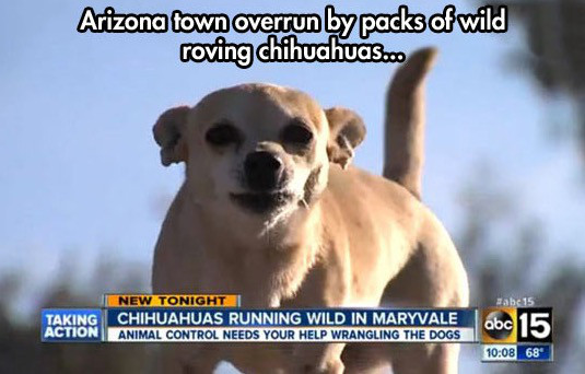 funny arizona - Arizona town overrun by packs of wild roving chihuahuas... abc 15 New Tonight Taking Chihuahuas Running Wild In Maryvale Action Animal Control Needs Your Help Wrangling The Dogs abc 15 68
