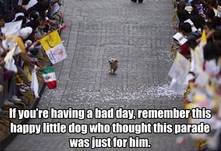 parade dog mexico - If you're having a bad day, remember this happy little dog who thought this parade was just for him.