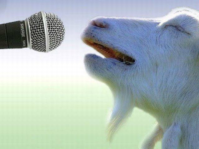 goat singing - Shur