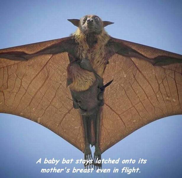 fruit bat australia - A baby bat stays latched onto its mother's breast even in flight.