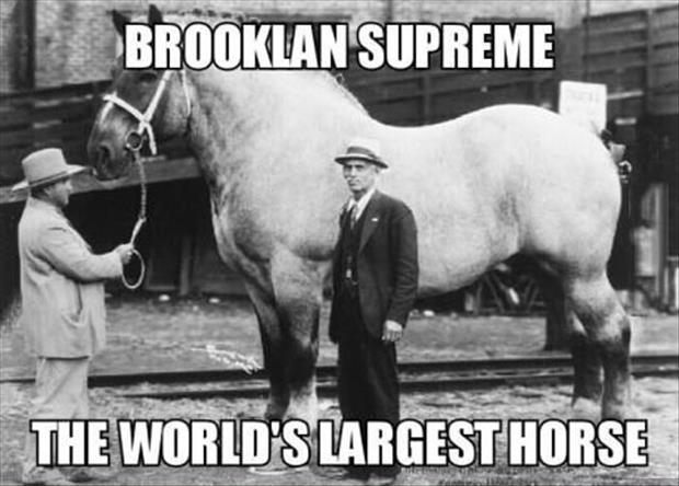 mijas - Brooklan Supreme The World'S Largest Horse