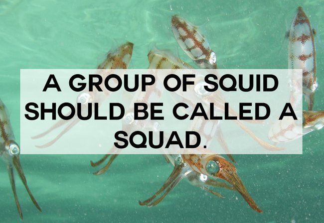 funny names for everyday things - A Group Of Squid Should Be Called A Squad.