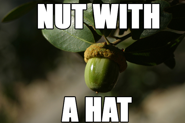 fruit - Nut With A Hat