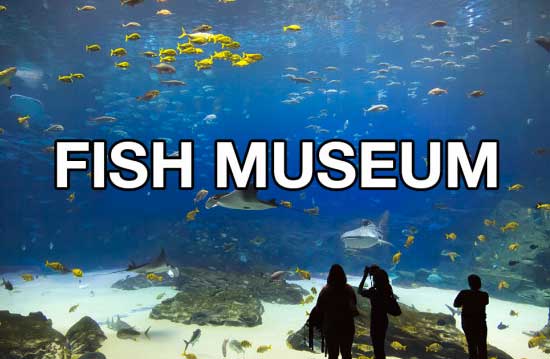 water - Fish Museum