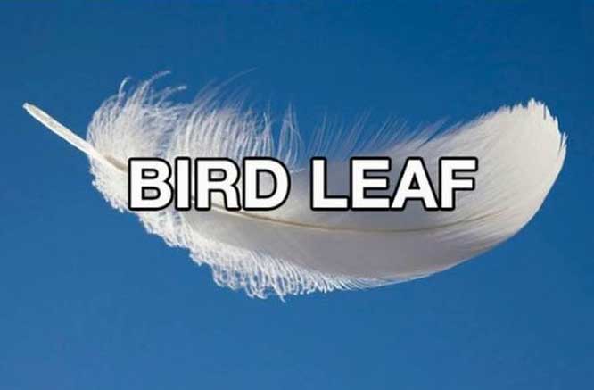 success kid - Bird Leaf Uu