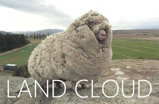 sheep fun facts - Land Cloud