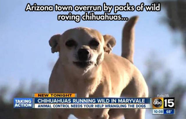 funny arizona - Arizona town overrun by packs of wild roving chihuahua... abc 15 New Tonight Taking Chihuahuas Running Wild In Maryvale Action Animal Control Needs Your Help Wrangling The Dogs abc 10.08 68