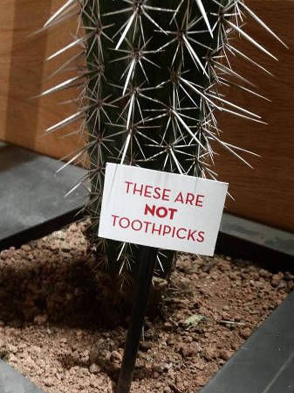 hedgehog cactus - These Are Not Toothpicks