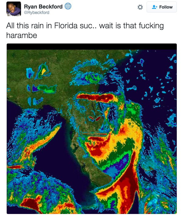 hurricane harambe - Ryan Beckford All this rain in Florida suc.. wait is that fucking harambe