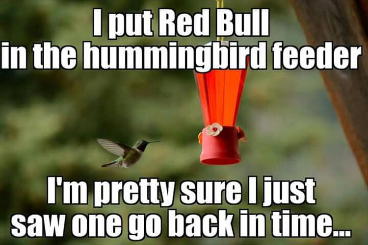 funny hummingbird memes - I put Red Bull in the hummingbird feeder I'm pretty sure I just saw one go back in time...