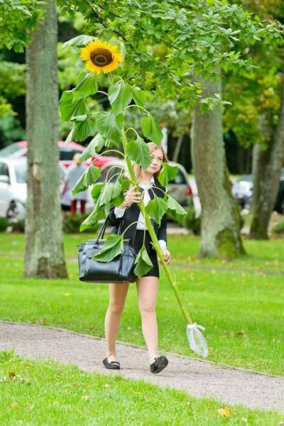 girl carrying a huge sunflower