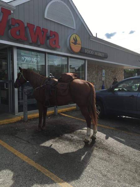 horse parking meme - " @ Food Market 4295.08LS