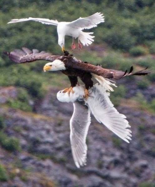 seagull friend