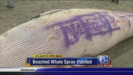 beached whale spray painted - Atlantic City, Nj. Beached Whale SprayPainted Te 589 Accuweather