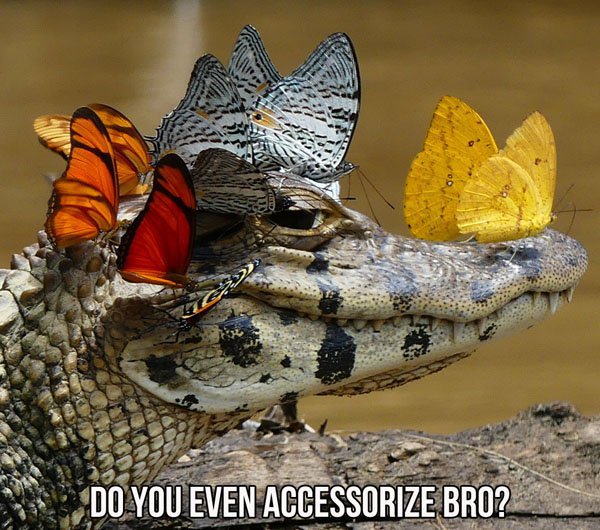 crocodile butterfly - Do You Even Accessorize Bro?