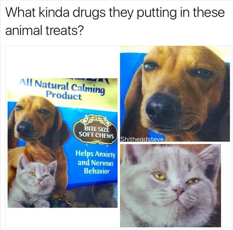 they putting in these treats - What kinda drugs they putting in these animal treats? All Natural Calming Product Bite Size Soft Chews Shitheadsteve Helps Anxiety and Nervous Behavior