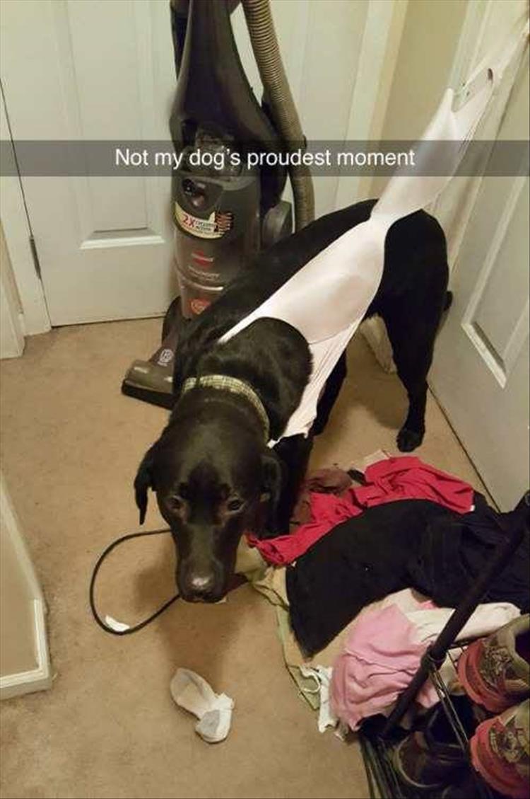 Dog - Not my dog's proudest moment